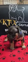 Puppy#3- Dark Blue collar, a male American Bully for sale in Columbia, SC – 4 of 6