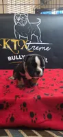 Puppy#5- Gray collar, a male American Bully for sale in Columbia, SC – 2 of 7