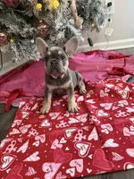 Diamond, a female French Bulldog for sale in Commack, NY – Photo 2 of 2