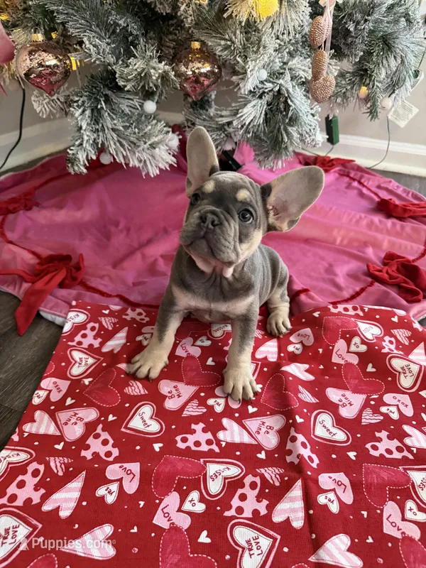 Diamond – French Bulldog puppy for sale in Commack, NY