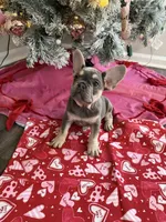 Diamond, a female French Bulldog for sale in Commack, NY – Photo 1 of 2
