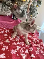 Zeek , a male French Bulldog for sale in Commack, NY – Photo 4 of 4