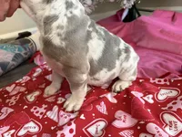 Zeek , a male French Bulldog for sale in Commack, NY – Photo 2 of 4