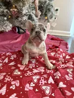 Zeek , a male French Bulldog for sale in Commack, NY – Photo 3 of 4