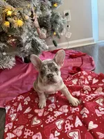 Zeek , a male French Bulldog for sale in Commack, NY – Photo 1 of 4