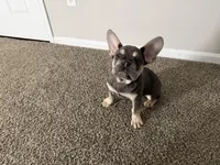 Jax, a male French Bulldog for sale in Commack, NY – Photo 2 of 4