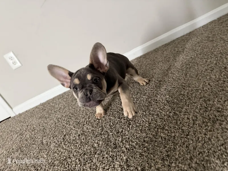 Jax – French Bulldog puppy for sale in Commack, NY