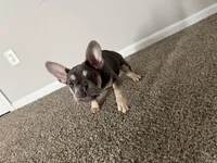Jax, a male French Bulldog for sale in Commack, NY – Photo 1 of 4