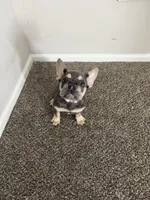 Jax, a male French Bulldog for sale in Commack, NY – Photo 3 of 4