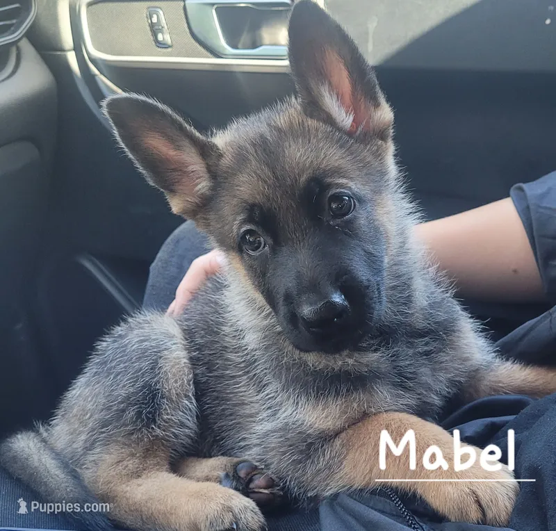 Mabel – German Shepherd Dog puppy for sale in Valparaiso, IN