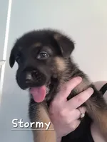 Stormy, a male German Shepherd Dog for sale in Valparaiso, IN – 3 of 6
