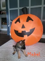 Mabel, a female German Shepherd Dog for sale in Valparaiso, IN – 5 of 5