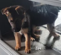 Zoe, a female German Shepherd Dog for sale in Valparaiso, IN – Photo 3 of 7