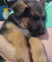 Zoe, a female German Shepherd Dog for sale in Valparaiso, IN – Photo 2 of 7