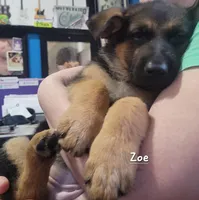 Zoe, a female German Shepherd Dog for sale in Valparaiso, IN – Photo 1 of 7