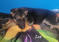 Zoe, a female German Shepherd Dog for sale in Valparaiso, IN – Photo 4 of 7