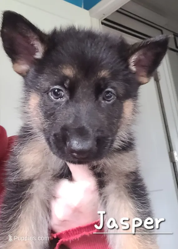 Jasper – German Shepherd Dog puppy for sale in Valparaiso, IN