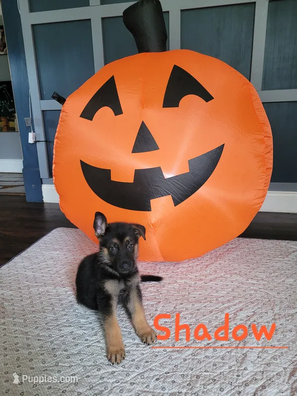 Shadow – German Shepherd Dog puppy for sale in Valparaiso, IN
