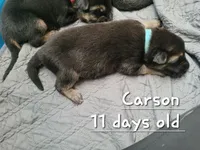 Carson, a male German Shepherd Dog for sale in Valparaiso, IN – 7 of 8