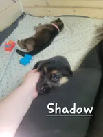 Shadow, a male German Shepherd Dog for sale in Valparaiso, IN – 4 of 6