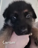 Carson, a male German Shepherd Dog for sale in Valparaiso, IN – 4 of 8