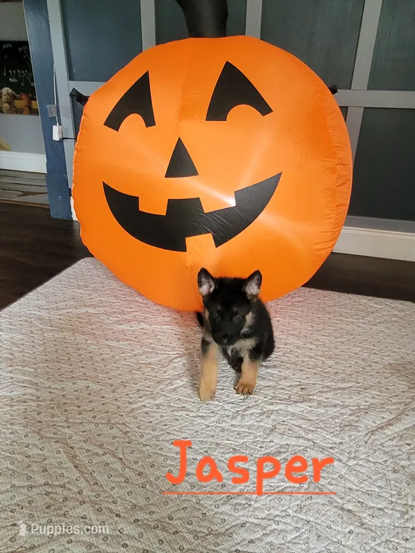 Jasper – German Shepherd Dog puppy for sale in Valparaiso, IN