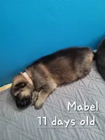 Mabel, a female German Shepherd Dog for sale in Valparaiso, IN – 4 of 5