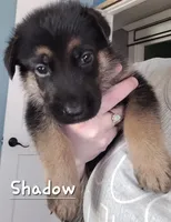 Shadow, a male German Shepherd Dog for sale in Valparaiso, IN – 2 of 6