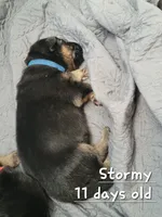 Stormy, a male German Shepherd Dog for sale in Valparaiso, IN – 6 of 6