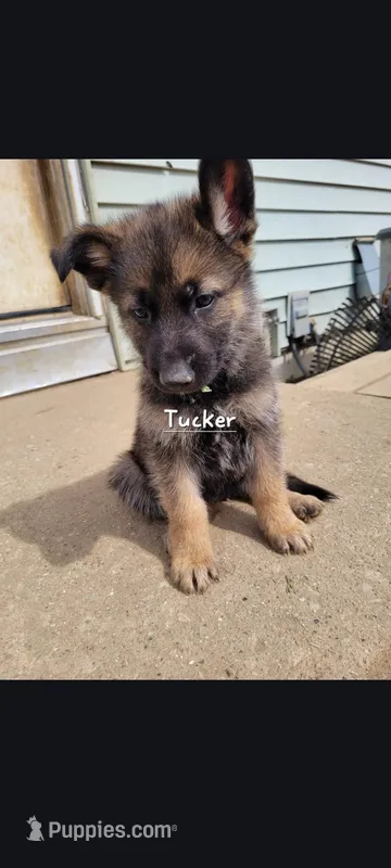 Scout – German Shepherd Dog puppy on hold in Valparaiso, IN