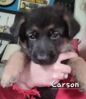 Carson, a male German Shepherd Dog for sale in Valparaiso, IN – 2 of 8