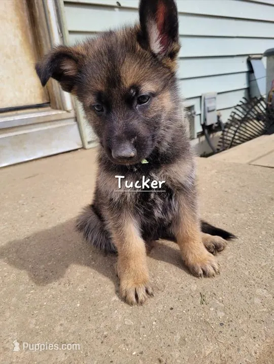 Tucker – German Shepherd Dog puppy for sale in Valparaiso, IN