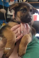 Bella, a female German Shepherd Dog for sale in Valparaiso, IN – Photo 4 of 8