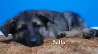 Bella, a female German Shepherd Dog for sale in Valparaiso, IN – Photo 3 of 8