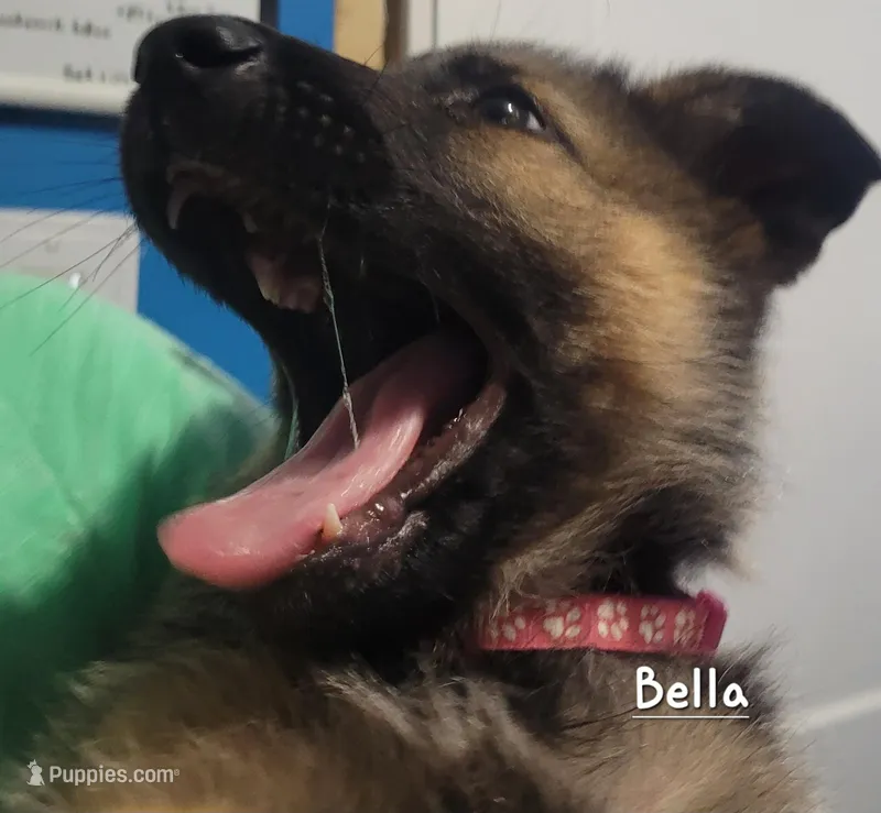 Bella – German Shepherd Dog puppy for sale in Valparaiso, IN