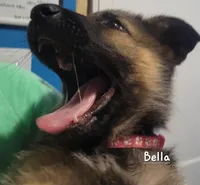 Bella, a female German Shepherd Dog for sale in Valparaiso, IN – Photo 1 of 8