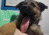 Bella, a female German Shepherd Dog for sale in Valparaiso, IN – Photo 5 of 8