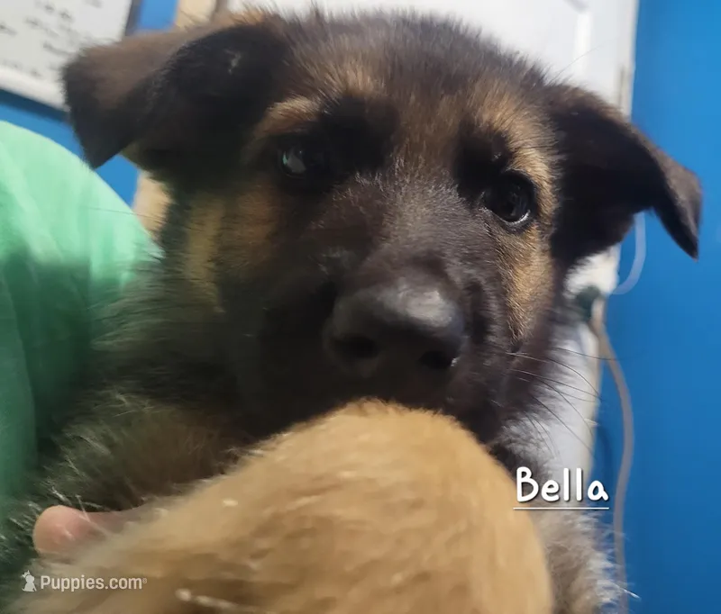 Bella – German Shepherd Dog puppy for sale in Valparaiso, IN