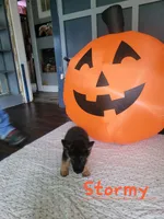 Stormy, a male German Shepherd Dog for sale in Valparaiso, IN – 2 of 6