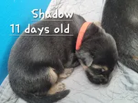 Shadow, a male German Shepherd Dog for sale in Valparaiso, IN – 6 of 6