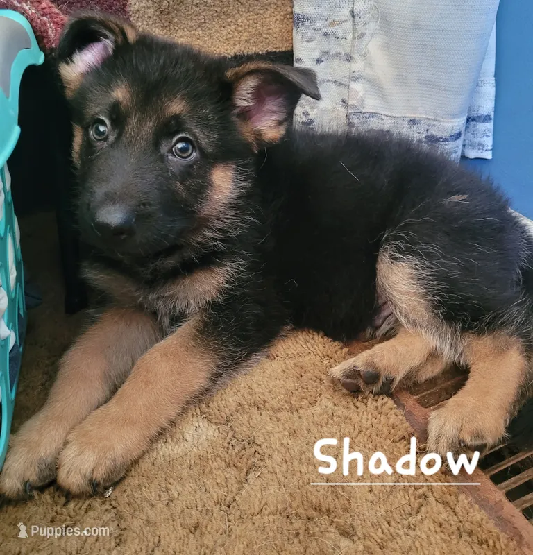 Shadow – German Shepherd Dog puppy for sale in Valparaiso, IN