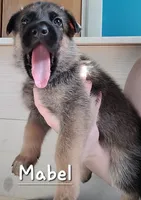 Mabel, a female German Shepherd Dog for sale in Valparaiso, IN – 3 of 5