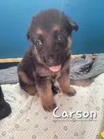Carson, a male German Shepherd Dog for sale in Valparaiso, IN – 6 of 8