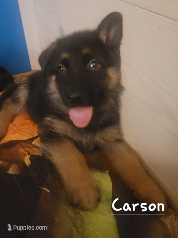 Carson – German Shepherd Dog puppy for sale in Valparaiso, IN