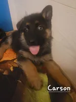 Carson, a male German Shepherd Dog for sale in Valparaiso, IN – 8 of 8