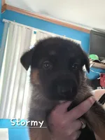 Stormy, a male German Shepherd Dog for sale in Valparaiso, IN – 4 of 6