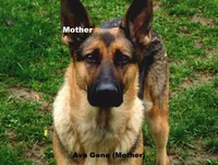 Apollo, a male German Shepherd Dog for sale in Valparaiso, IN – Photo 9 of 10