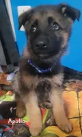 Apollo, a male German Shepherd Dog for sale in Valparaiso, IN – Photo 5 of 10