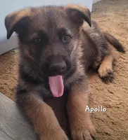 Apollo, a male German Shepherd Dog for sale in Valparaiso, IN – Photo 2 of 10