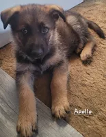 Apollo, a male German Shepherd Dog for sale in Valparaiso, IN – Photo 6 of 10